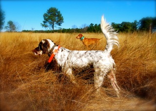 Quailridge_small23